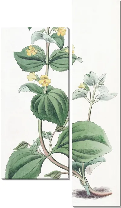 Картина Карликовый желтый обезьяний цветок (1815-1819)