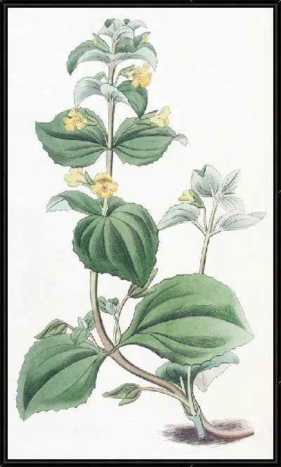 Картина Карликовый желтый обезьяний цветок (1815-1819)