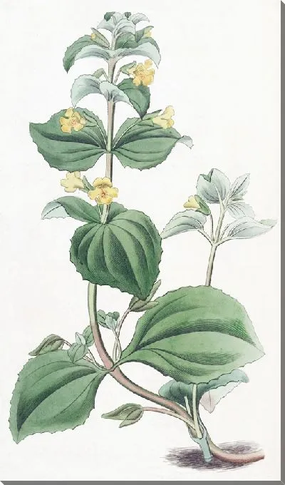 Картина Карликовый желтый обезьяний цветок (1815-1819)