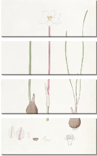 Картина Куперия Драммонда (1815-1819)