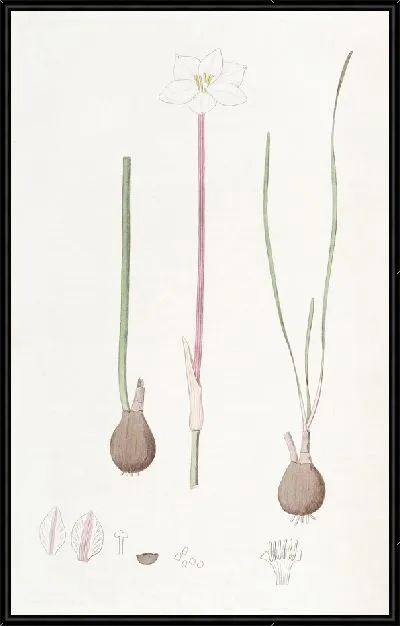 Картина Куперия Драммонда (1815-1819)