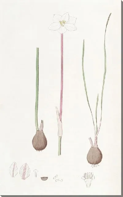 Картина Куперия Драммонда (1815-1819)