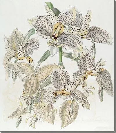 Картина Лаластая Стэнхопеа (1815-1819)