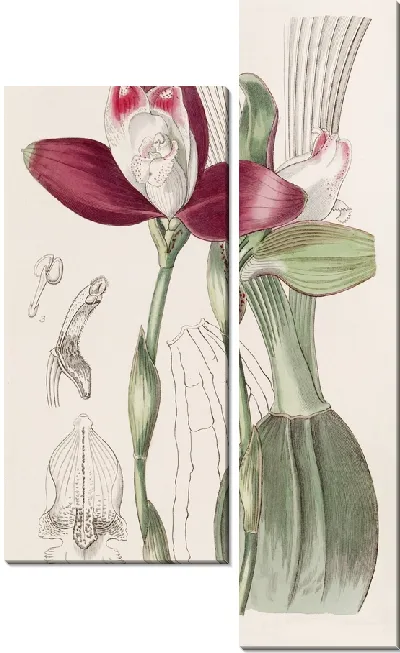 Картина Ликаста четноцветковая (1815-1819)
