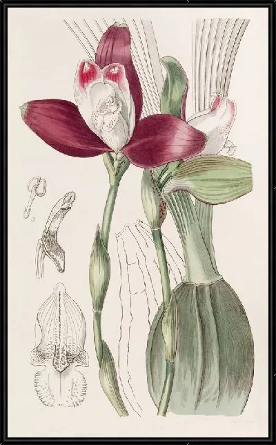 Картина Ликаста четноцветковая (1815-1819)