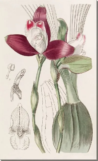 Картина Ликаста четноцветковая (1815-1819)