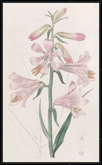 Картина Лилия Томсона доктора (1815-1819)