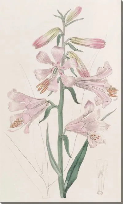 Картина Лилия Томсона доктора (1815-1819)