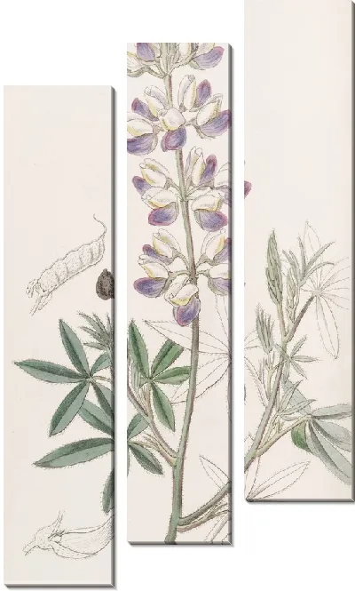 Картина Люпен Эренберга (1815-1819)