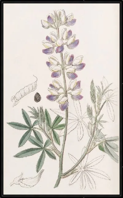 Картина Люпен Эренберга (1815-1819)