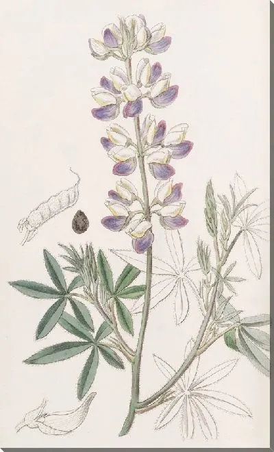 Картина Люпен Эренберга (1815-1819)