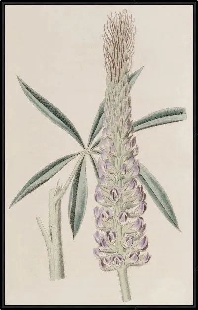 Картина Люпин пернатый многолетний (1815-1819)