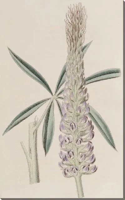 Картина Люпин пернатый многолетний (1815-1819)