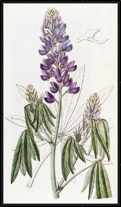 Картина Люпин Пониклый (1815-1819)