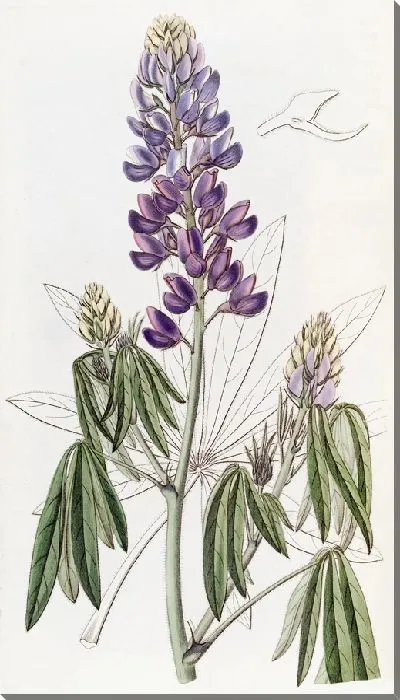 Картина Люпин Пониклый (1815-1819)