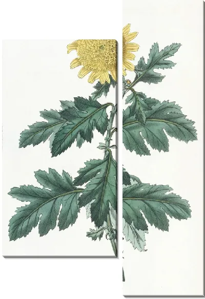 Картина Махровая желтая индийская хризантема (1815-1819 гг.)