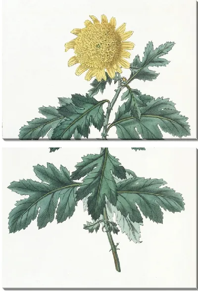 Картина Махровая желтая индийская хризантема (1815-1819 гг.)
