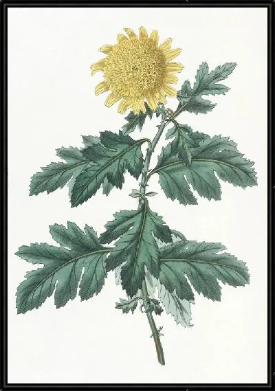 Картина Махровая желтая индийская хризантема (1815-1819 гг.)