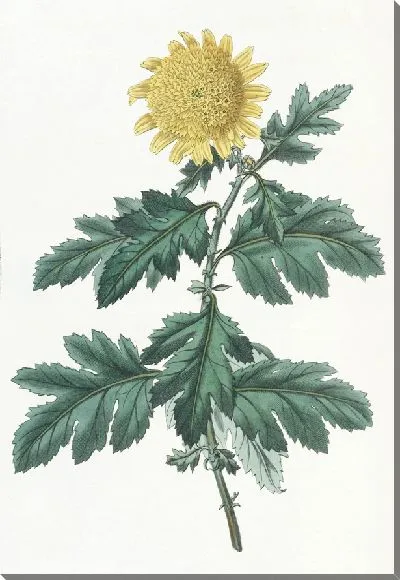 Картина Махровая желтая индийская хризантема (1815-1819 гг.)