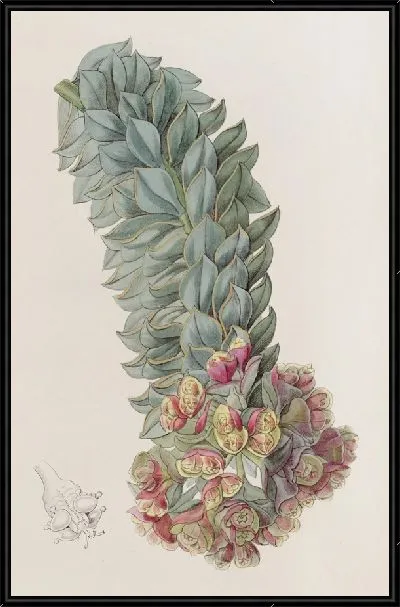 Картина Молочай двухжестчатый (1815-1819)