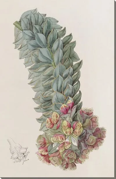 Картина Молочай двухжестчатый (1815-1819)