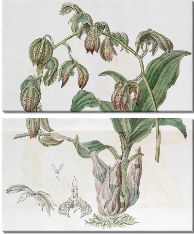 Картина Мухомор поникающий (1815-1819)