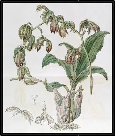 Картина Мухомор поникающий (1815-1819)