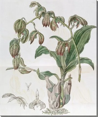 Картина Мухомор поникающий (1815-1819)