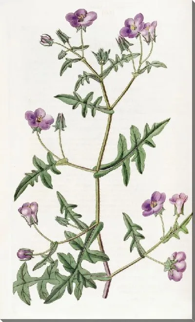 Картина Немофила ушастая (1815-1819)