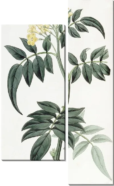 Картина Нипал Жасмин доктор Валлиха (1815-1819)