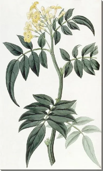 Картина Нипал Жасмин доктор Валлиха (1815-1819)