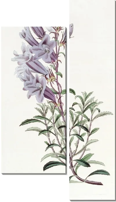 Картина Пенстемон доктора Скулера (1815-1819)