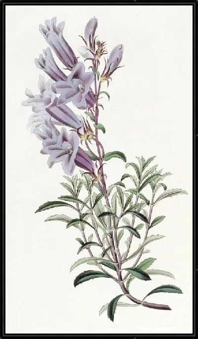 Картина Пенстемон доктора Скулера (1815-1819)