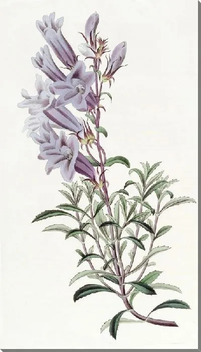 Картина Пенстемон доктора Скулера (1815-1819)