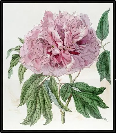 Пион древовидный махрово-красный вьющийся (1815-1819)