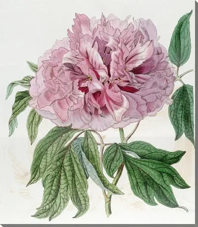 Пион древовидный махрово-красный вьющийся (1815-1819)