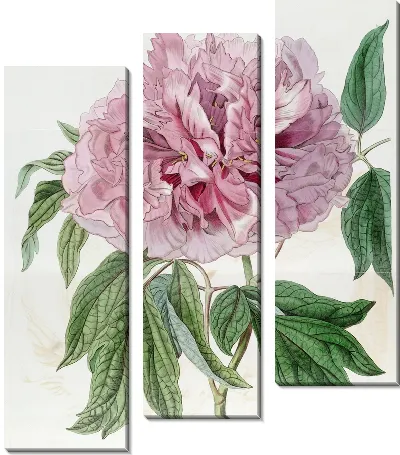 Пион древовидный махрово-красный вьющийся (1815-1819)