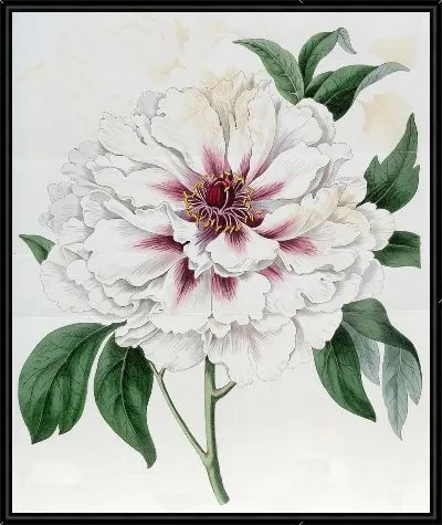 Картина Пион древовидный махровый белый (1815-1819)