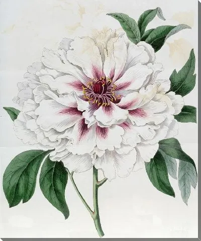Картина Пион древовидный махровый белый (1815-1819)