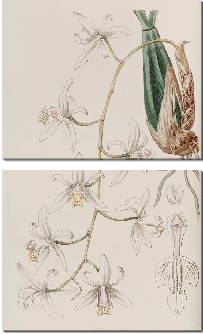 Картина Поникшая Целогина (1815-1819)