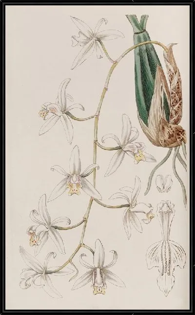 Картина Поникшая Целогина (1815-1819)