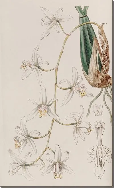Картина Поникшая Целогина (1815-1819)