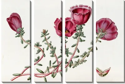 Картина Портулак доктора Гиллиса (1815-1819)