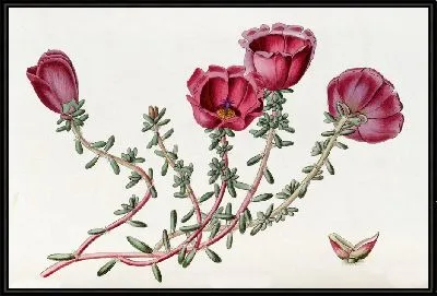 Картина Портулак доктора Гиллиса (1815-1819)