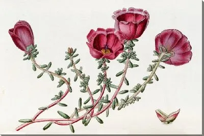 Картина Портулак доктора Гиллиса (1815-1819)