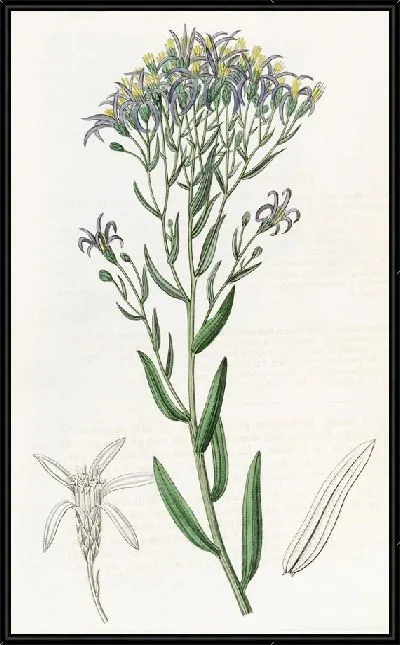 Картина Пунктирная Галателла (1815-1819)