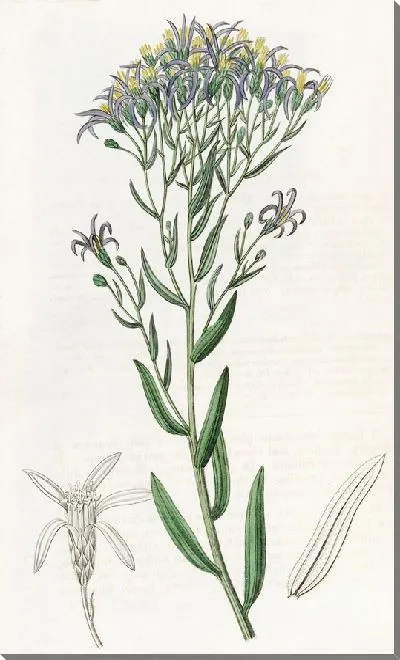 Картина Пунктирная Галателла (1815-1819)