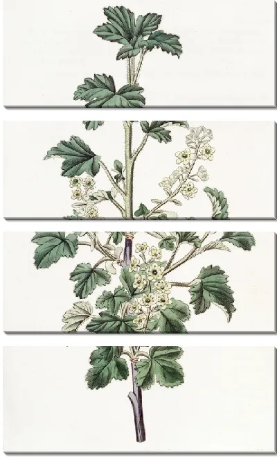 Картина Пунктирная смородина - 2 (1815-1819)