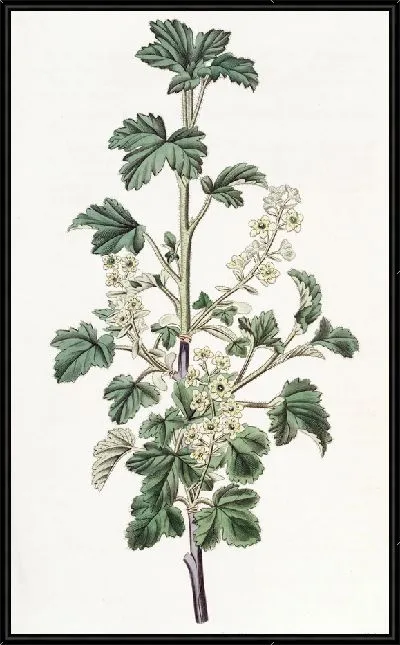 Картина Пунктирная смородина - 2 (1815-1819)