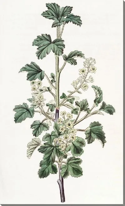 Картина Пунктирная смородина - 2 (1815-1819)